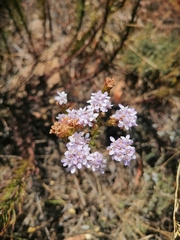 Pseudoselago gracilis