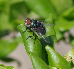Chrysomya chloropyga