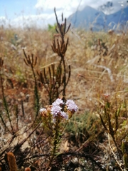 Pseudoselago gracilis