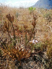 Pseudoselago gracilis