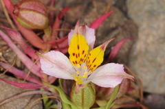 Alstroemeria graminea