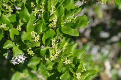Canthium spinosum