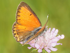 Lycaena candens
