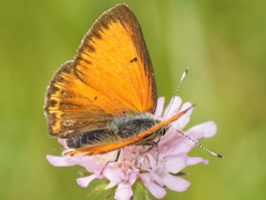 Lycaena candens