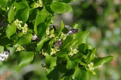 Canthium spinosum