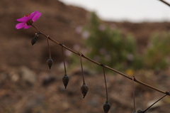 Cistanthe longiscapa