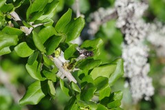 Canthium spinosum