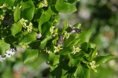 Canthium spinosum