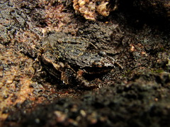 Thoropa miliaris