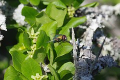 Canthium spinosum