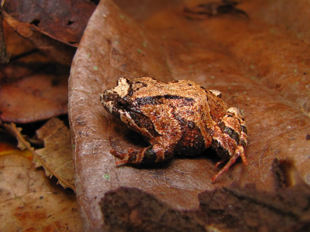 Carvalho's Bug-Eyed Frog