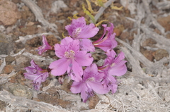 Alstroemeria violacea