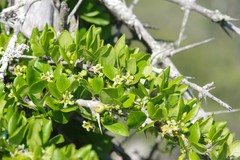 Canthium spinosum