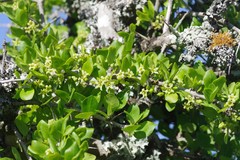 Canthium spinosum
