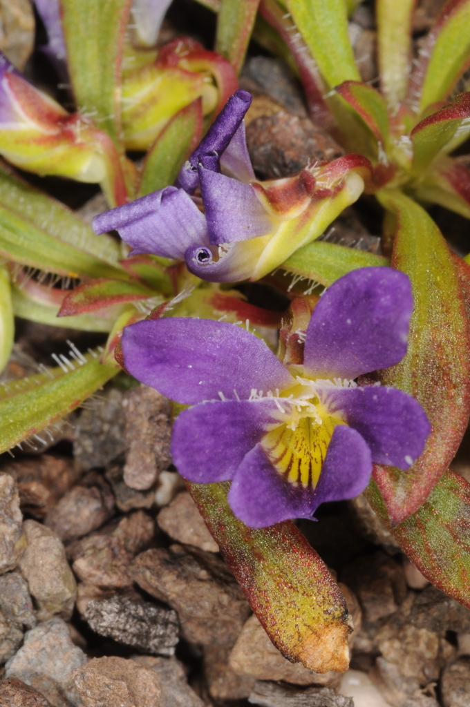 Viola taltalensis