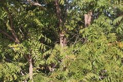 Sapindales