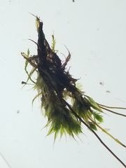 Ptychostomum creberrimum