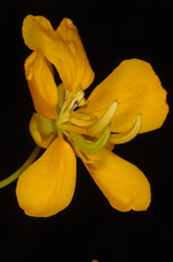 Senna cumingii
