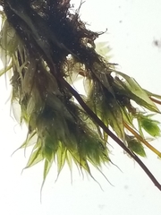 Ptychostomum creberrimum