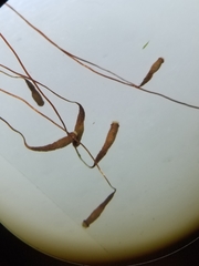 Ptychostomum creberrimum