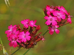 Dianthus cruentus