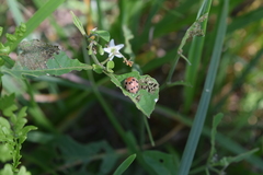 Solanophila paykullii