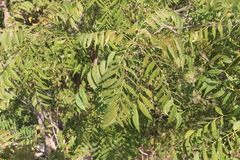 Sapindales