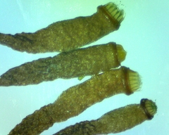 Ptychostomum creberrimum
