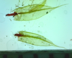 Ptychostomum creberrimum