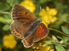 Lycaena candens