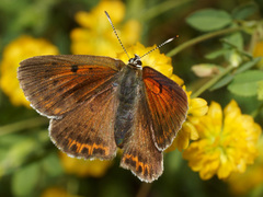 Lycaena candens
