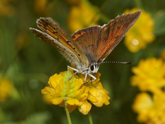 Lycaena candens