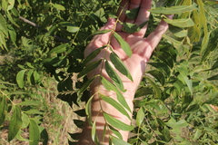 Sapindales