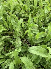 Rumex japonicus
