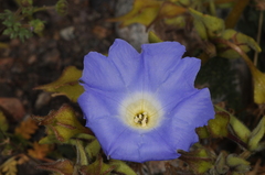 Nolana elegans