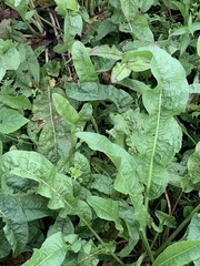 Rumex japonicus