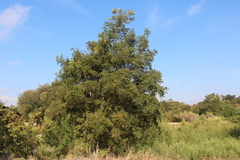 Sapindales