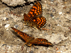 Melitaea aurelia