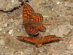 Melitaea aurelia