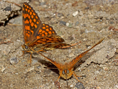 Melitaea aurelia