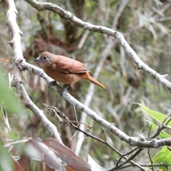 Tachyphonus coronatus