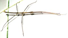 Ceroys perfoliatus