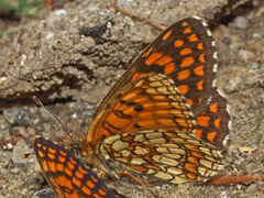 Melitaea aurelia