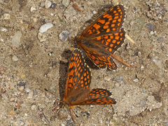 Melitaea aurelia