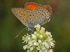 Lycaena candens