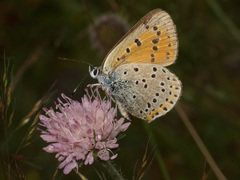 Lycaena candens