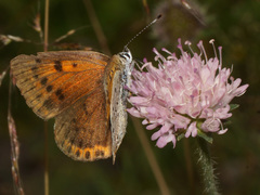 Lycaena candens