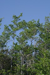 Afrocanthium mundianum