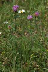 Centaurea phrygia stenolepis