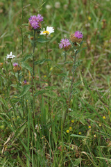 Centaurea phrygia stenolepis